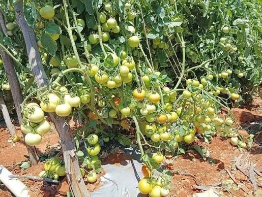 నీళ్లు లేకుండా 40 ఏళ్లుగా వ్యవసాయం.. అమెరికా రైతు అద్భుతం!