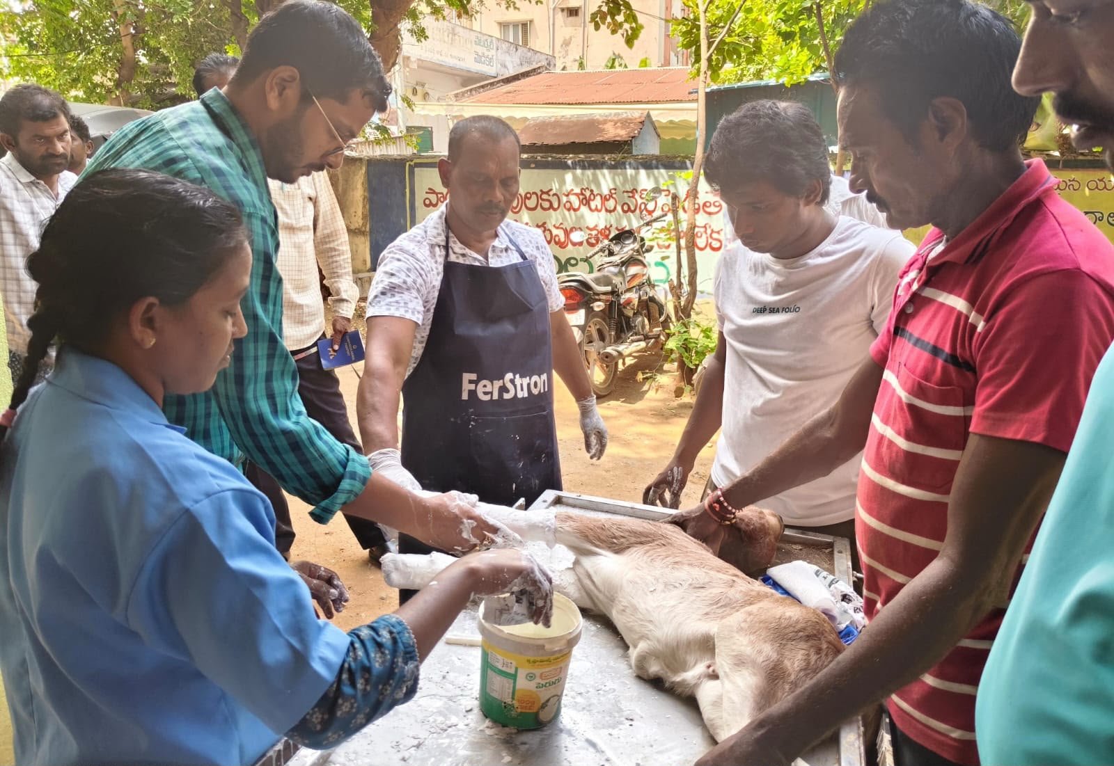 వంకర కాళ్లతో పుంగనూరు పెయ్య దూడ జననం