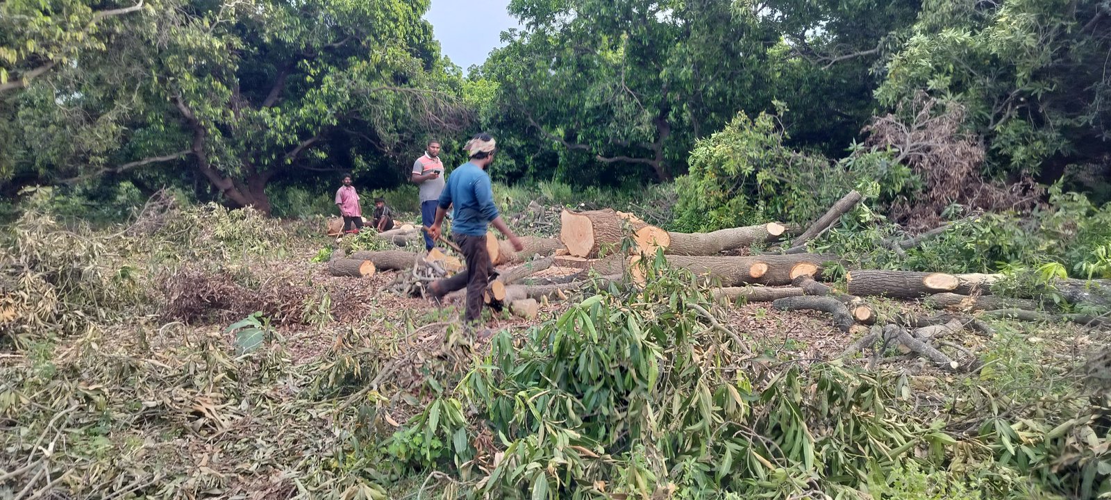 గొడ్రియాల శివారులో 50 మామిడి చెట్ల నరికివేత!